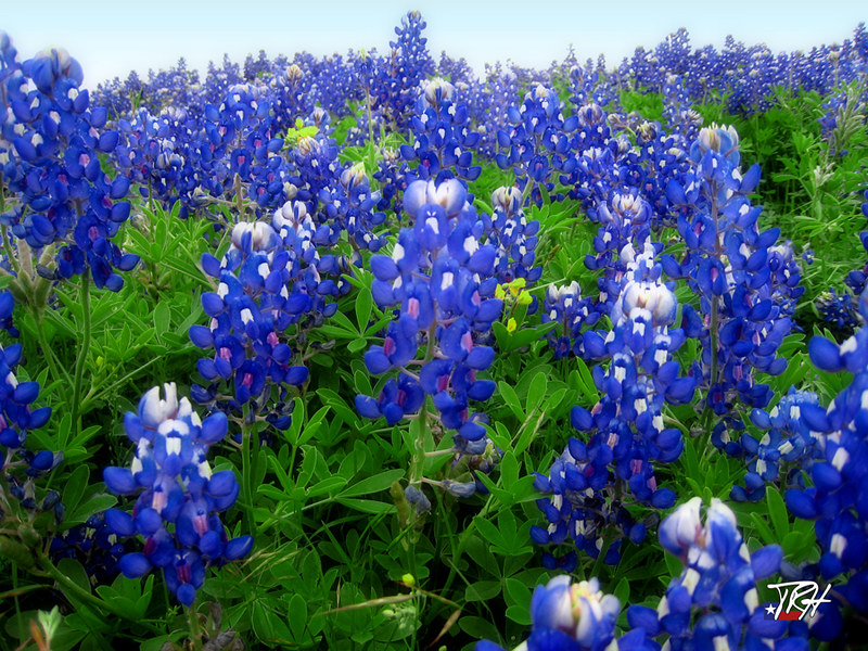 Small batch of bluebonnets