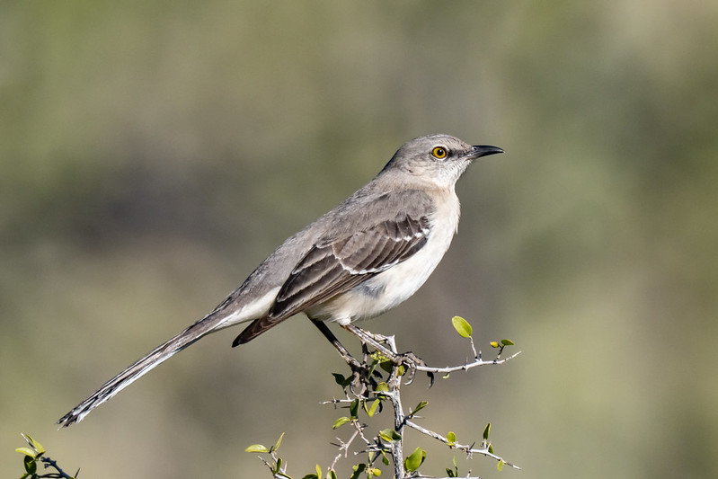 Mockingbird on a branch