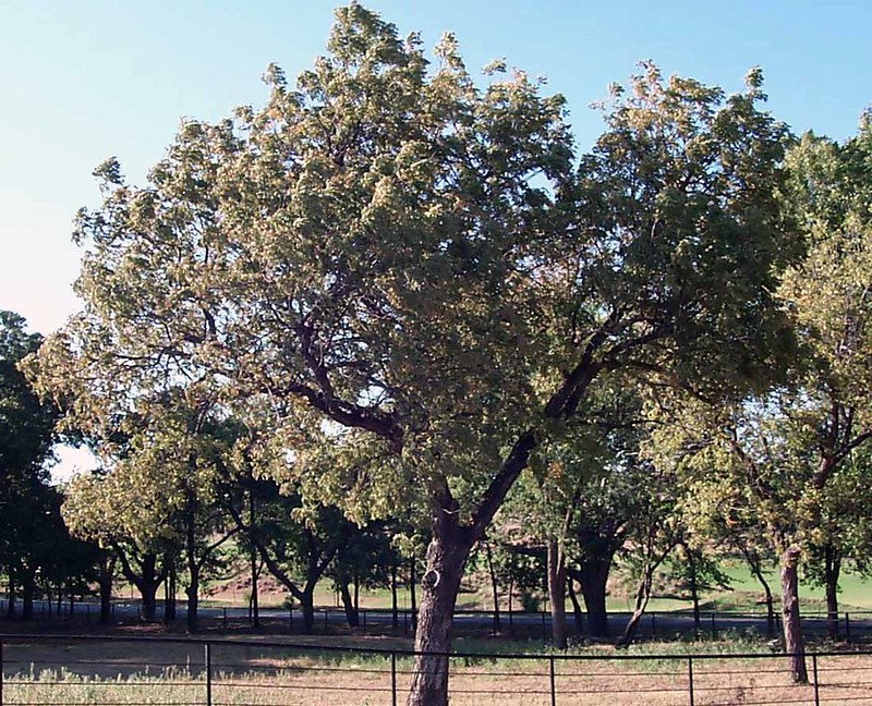 Pecan Tree